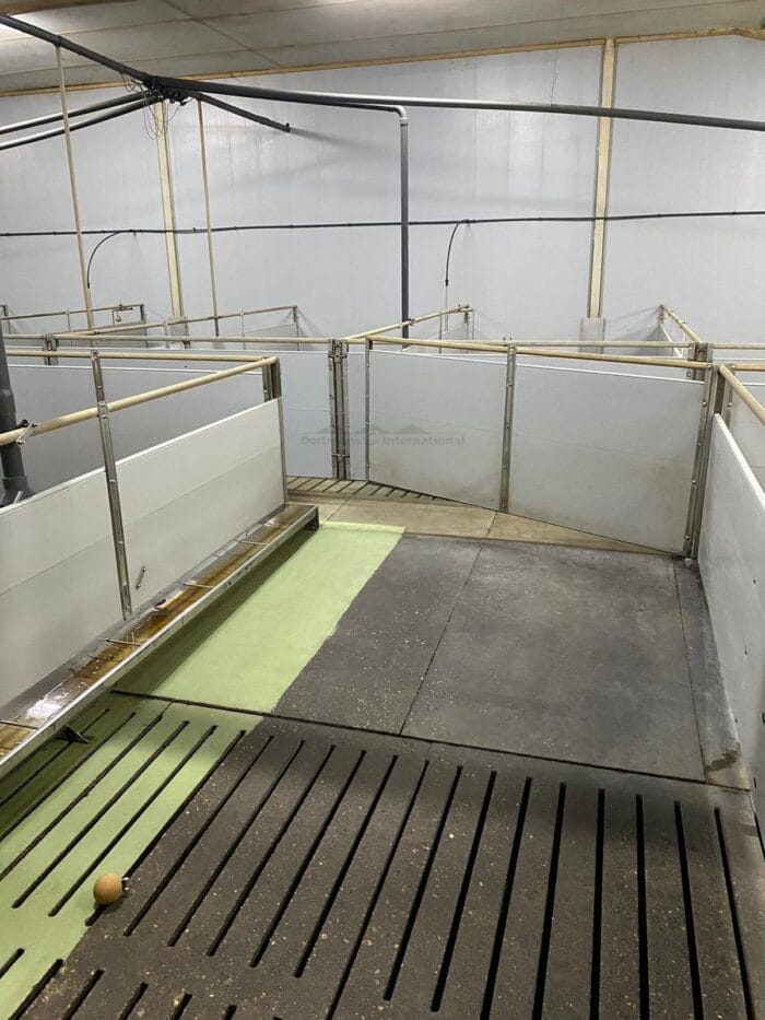 Vleesvarkens hokken met RVS trog - Afbeelding 3